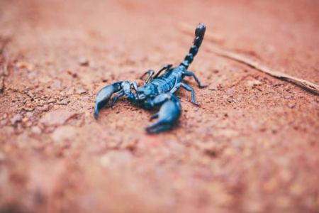 تفسير حلم ورؤية العقرب في المنام بجميع الحالات